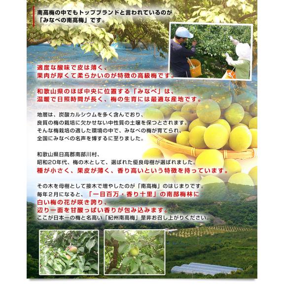 和歌山県産 JA紀州 みなべの南高梅 Lサイズ 秀品 約2キロ（80玉から100玉前後） 梅 梅干 梅干し 梅酒 梅サワー 梅ジャム うめ ウメ05