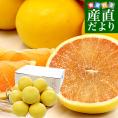 熊本県 味咲グループ 国産グレープフルーツ「JAPANルビー」 3LからLサイズ 3.5キロ以上(9玉から12玉入り) 送料無料 柑橘 ルビーグレープフルーツ