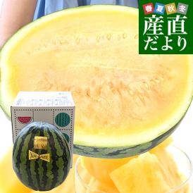 熊本県から産地直送 タネフリー組合 黄肉スイカ「金色羅皇（こんじきらおう）」秀品 大玉3Lから4Lサイズ 8キロ以上 1玉 送料無料 すいか 西瓜 超大玉スイカ 黄色果肉