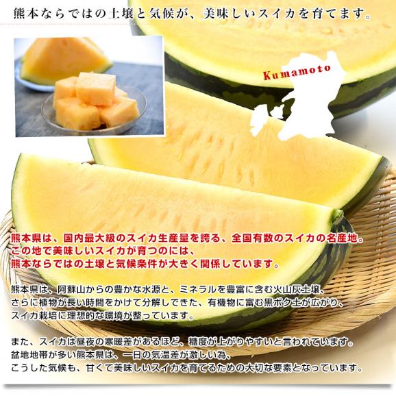 熊本県から産地直送 タネフリー組合 黄肉スイカ「金色羅皇（こんじきらおう）」秀品 大玉3Lから4Lサイズ 8キロ以上 1玉 送料無料 すいか 西瓜 超大玉スイカ 黄色果肉06
