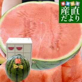数量限定！種ごとガブリと食べられる！シャリっと甘い超大玉スイカ