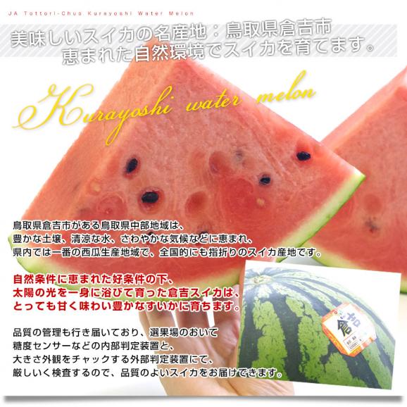 鳥取県産JA鳥取中央　倉吉スイカ　秀品　超大玉5Lサイズ　10キロ以上　1玉　西瓜　すいか　スイカ　送料無料04