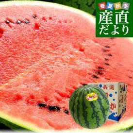 鳥取県産　JA鳥取中央倉吉スイカ　極実（ごくみ） 秀品 特大5Lサイズ　超大玉 10キロ以上　 送料無料 西瓜 すいか