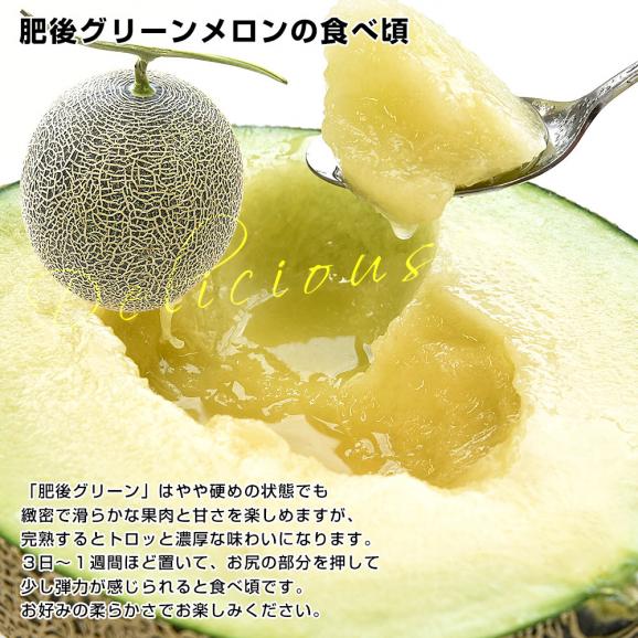 熊本県から産地直送 荻迫出荷組合 青肉メロン つる付き肥後グリーンメロン 特 5Lサイズ 合計約5キロ（2玉入り）送料無料 めろん 大玉メロン06