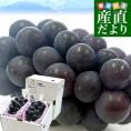 山梨県 JAフルーツ山梨 塩山支所 種なし巨峰 大型3Lサイズ 1キロ以上（2房入り）送料無料 ぶどう ブドウ 黒ぶどう 黒ブドウ 