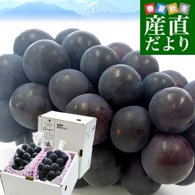 山梨県 JAフルーツ山梨 塩山支所 種なし巨峰 大型3Lサイズ 1キロ以上（2房入り）送料無料 ぶどう ブドウ 黒ぶどう 黒ブドウ 