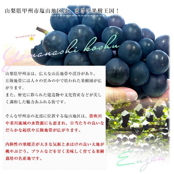山梨県 JAフルーツ山梨 塩山支所 種なし巨峰 大型3Lサイズ 1キロ以上（2房入り）送料無料 ぶどう ブドウ 黒ぶどう 黒ブドウ 05