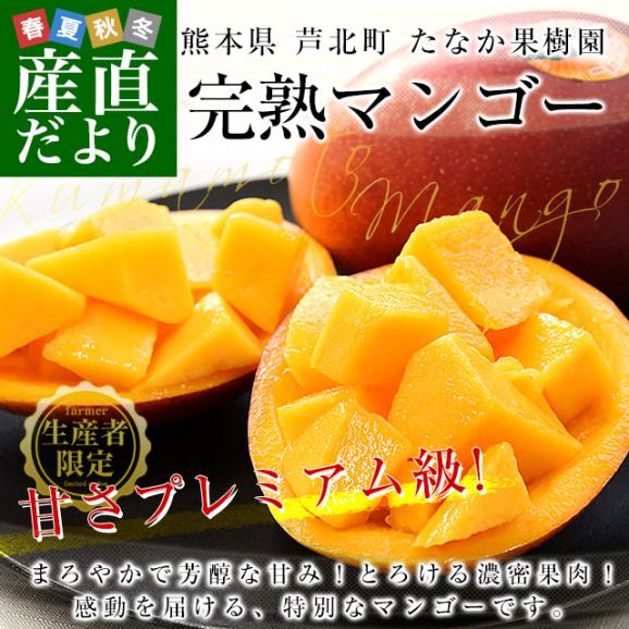 熊本県から産地直送 芦北町 たなか果樹園 完熟マンゴー 秀品 大玉2Lサイズ 6玉（合計2.1キロ以上）送料無料 葦北郡 あしきたfrom九州02