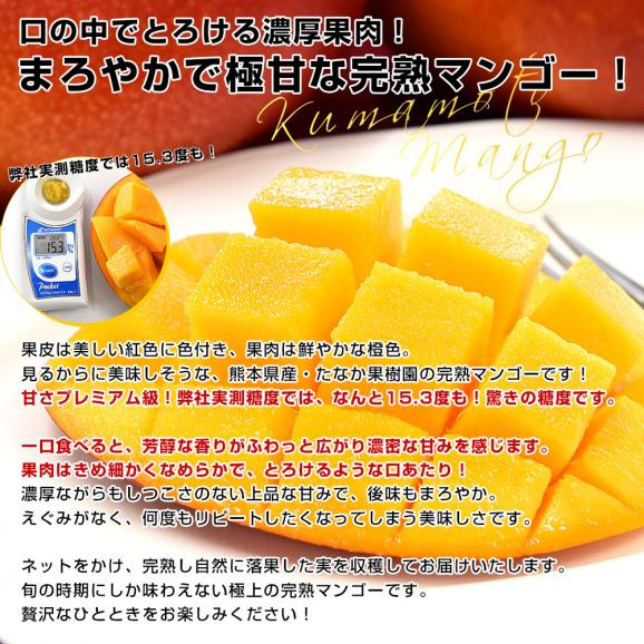 熊本県から産地直送 芦北町 たなか果樹園 完熟マンゴー 秀品 大玉2Lサイズ 6玉（合計2.1キロ以上）送料無料 葦北郡 あしきたfrom九州04