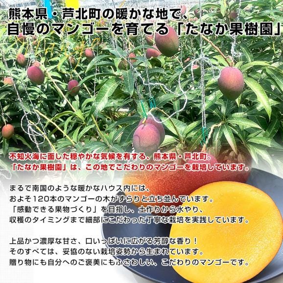 熊本県から産地直送 芦北町 たなか果樹園 完熟マンゴー 秀品 大玉2Lサイズ 6玉（合計2.1キロ以上）送料無料 葦北郡 あしきたfrom九州05