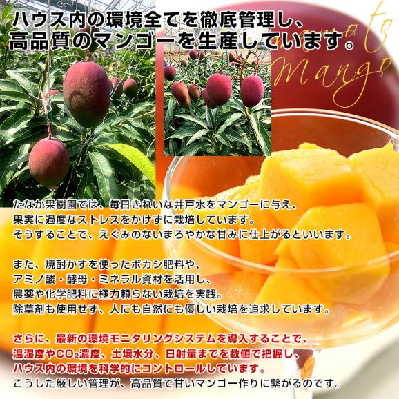 熊本県から産地直送 芦北町 たなか果樹園 完熟マンゴー 秀品 大玉2Lサイズ 6玉（合計2.1キロ以上）送料無料 葦北郡 あしきたfrom九州06