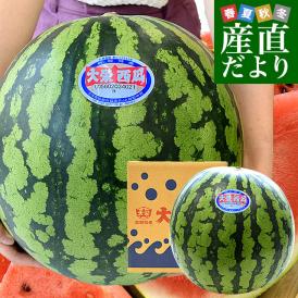 鳥取県 JA鳥取中央 大栄すいか 秀品 超大玉 特サイズ 11キロ以上 1玉 送料無料 すいか 西瓜 大玉スイカ