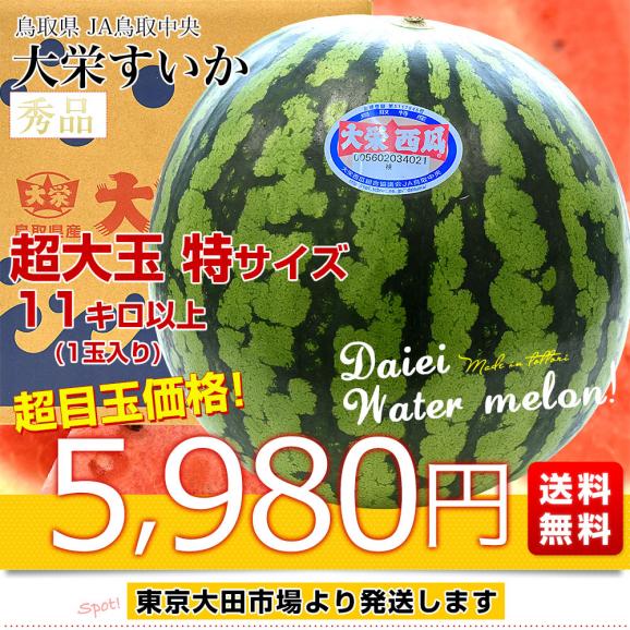 鳥取県 JA鳥取中央 大栄すいか 秀品 超大玉 特サイズ 11キロ以上 1玉 送料無料 すいか 西瓜 大玉スイカ03