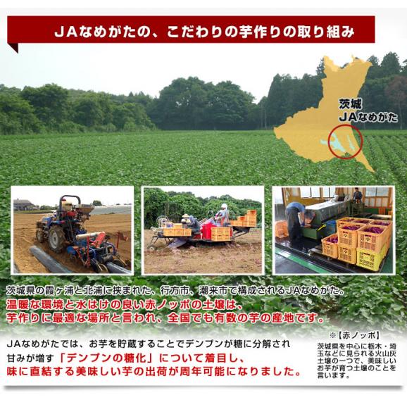 茨城県より産地直送 JAなめがたしおさい さつまいも 行方の黄福（なめがたのこうふく） 品種名:栗かぐや SからSSサイズ 約1キロ（5本から10本）3箱セット　送料無料 さつま芋 サツマイモ　06
