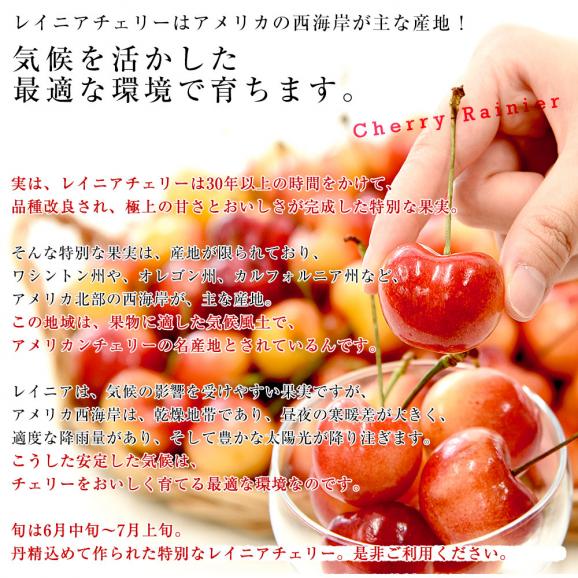 アメリカ産 大粒 レイニアチェリー 9.5Rから10Rサイズ 約400g(200g×2p) 送料無料 さくらんぼ アメリカンチェリー レーニア06