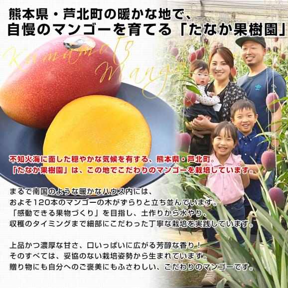 熊本県から産地直送 芦北町 たなか果樹園 完熟マンゴー 秀品 大玉2Lサイズ 2玉（合計700g以上）送料無料 葦北郡 あしきたfrom九州05