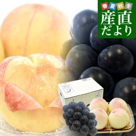 岡山県 JA全農おかやま プレミアム果物ギフト 「高級ハウス栽培ニューピオーネ1房＆岡山白桃エース４玉」 大房　送料無料 ギフト　夏ギフト お中元　御中元