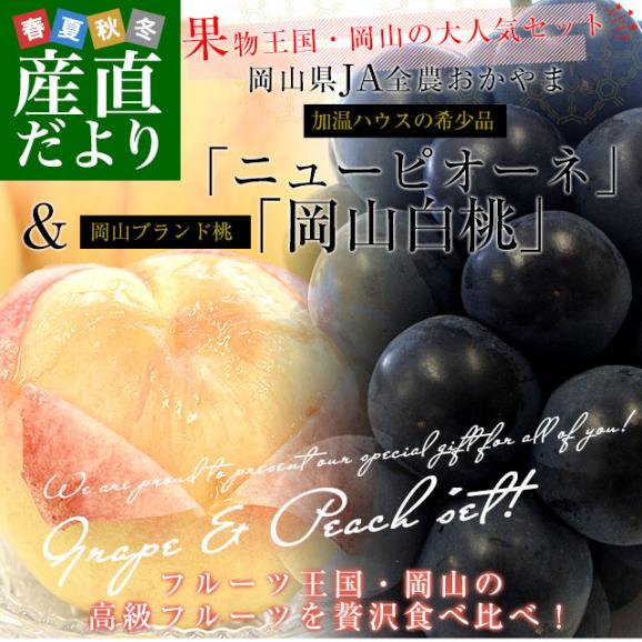 岡山県 JA全農おかやま プレミアム果物ギフト 「高級ハウス栽培ニューピオーネ1房＆岡山白桃エース４玉」 大房　送料無料 ギフト　夏ギフト お中元　御中元02