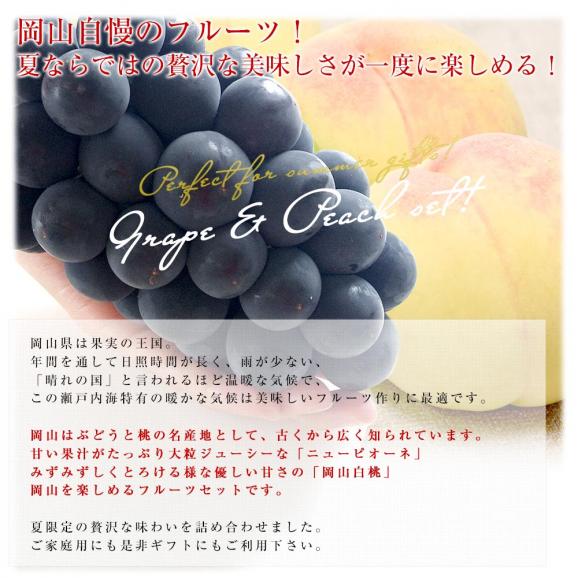 岡山県 JA全農おかやま プレミアム果物ギフト 「高級ハウス栽培ニューピオーネ1房＆岡山白桃エース４玉」 大房　送料無料 ギフト　夏ギフト お中元　御中元04