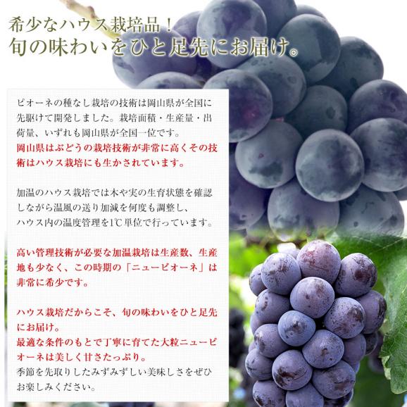 岡山県 JA全農おかやま プレミアム果物ギフト 「高級ハウス栽培ニューピオーネ1房＆岡山白桃エース４玉」 大房　送料無料 ギフト　夏ギフト お中元　御中元05