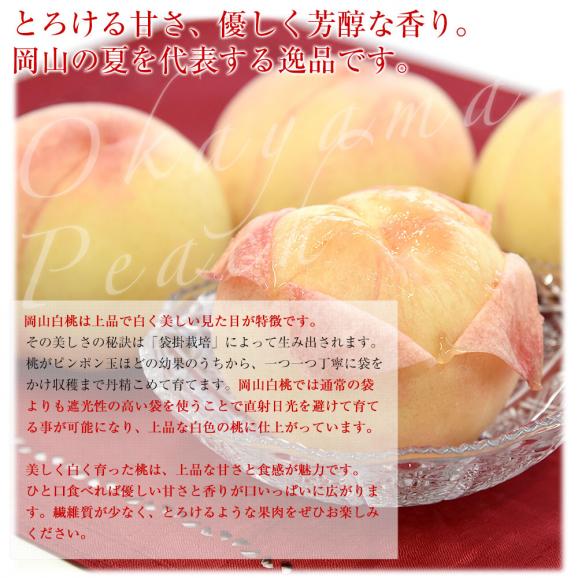 岡山県 JA全農おかやま プレミアム果物ギフト 「高級ハウス栽培ニューピオーネ1房＆岡山白桃エース４玉」 大房　送料無料 ギフト　夏ギフト お中元　御中元06
