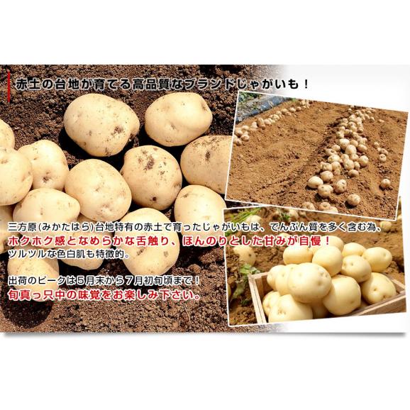 静岡県産 JAとぴあ浜松 三方原馬鈴薯 2Lサイズ 約10キロ（50玉前後） 送料無料 じゃがいも ジャガイモ04