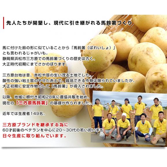 静岡県産 JAとぴあ浜松 三方原馬鈴薯 2Lサイズ 約10キロ（50玉前後） 送料無料 じゃがいも ジャガイモ06