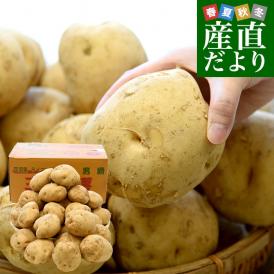 静岡県産 JAとぴあ浜松 三方原馬鈴薯 3Lサイズ 約10キロ（30玉前後） 送料無料 じゃがいも ジャガイモ