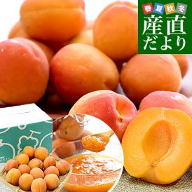 長野県産 JAながの 加工用「杏（あんず）」（品種：信州大実・平和・新潟大実など） 秀品　Lサイズ以上 約1キロ 送料無料 アプリコット 杏子 クール便