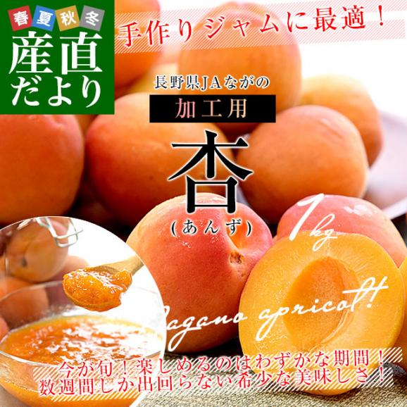 長野県産 JAながの 加工用「杏（あんず）」（品種：信州大実・平和・新潟大実など） 秀品　Lサイズ以上 約1キロ 送料無料 アプリコット 杏子 クール便02