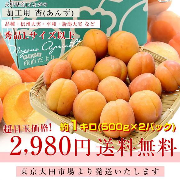 長野県産 JAながの 加工用「杏（あんず）」（品種：信州大実・平和・新潟大実など） 秀品　Lサイズ以上 約1キロ 送料無料 アプリコット 杏子 クール便03