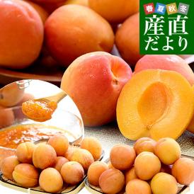 長野県産 JAながの 加工用「杏（あんず）」（品種：信州大実・平和・新潟大実など） 秀品 Lサイズ以上 約2キロ 送料無料 アプリコット 杏子 クール便