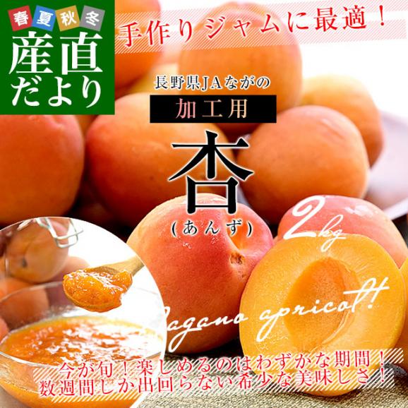 長野県産 JAながの 加工用「杏（あんず）」（品種：信州大実・平和・新潟大実など） 秀品 Lサイズ以上 約2キロ 送料無料 アプリコット 杏子 クール便02