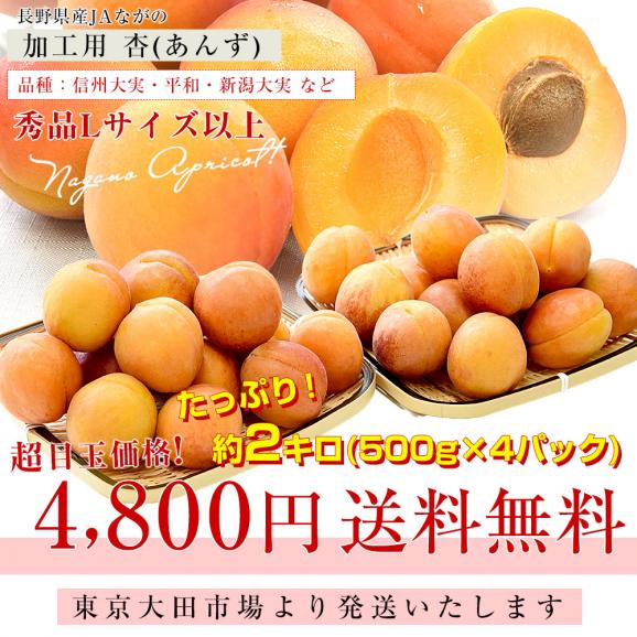長野県産 JAながの 加工用「杏（あんず）」（品種：信州大実・平和・新潟大実など） 秀品 Lサイズ以上 約2キロ 送料無料 アプリコット 杏子 クール便03