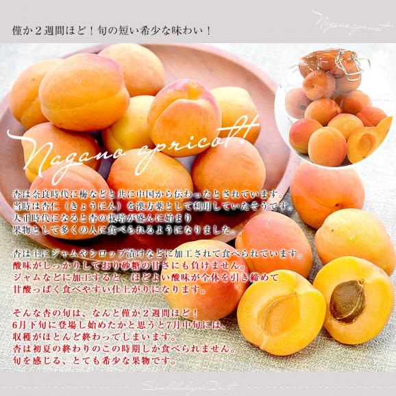 長野県産 JAながの 加工用「杏（あんず）」（品種：信州大実・平和・新潟大実など） 秀品 Lサイズ以上 約2キロ 送料無料 アプリコット 杏子 クール便04