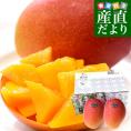 熊本県から産地直送 玉東町 清田農園 完熟マンゴー 秀品 大玉3Lサイズ 2玉（合計900g前後）送料無料 from九州 お中元 夏ギフト