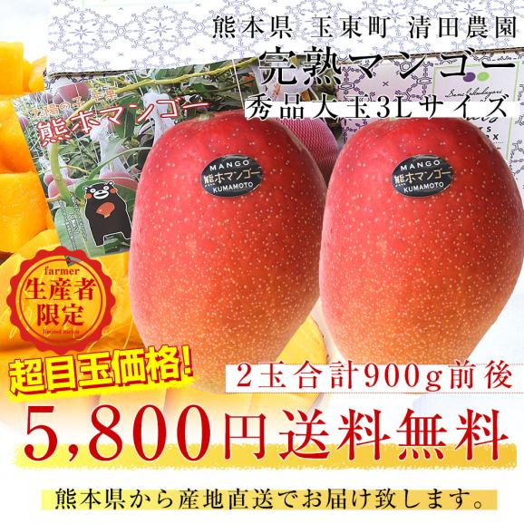 熊本県から産地直送 玉東町 清田農園 完熟マンゴー 秀品 大玉3Lサイズ 2玉（合計900g前後）送料無料 from九州 お中元 夏ギフト03