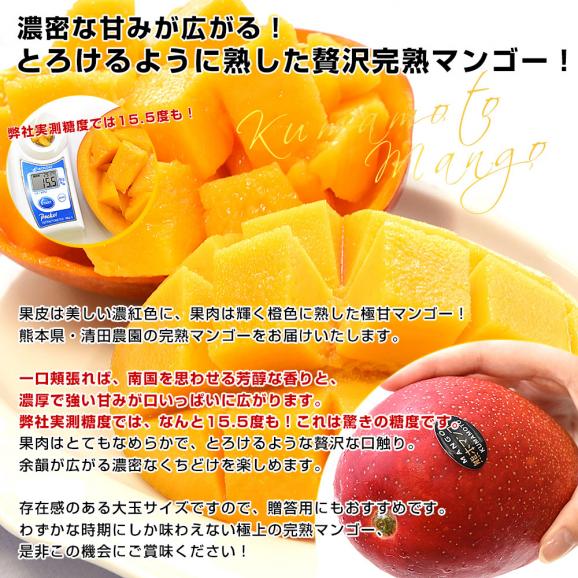 熊本県から産地直送 玉東町 清田農園 完熟マンゴー 秀品 大玉3Lサイズ 2玉（合計900g前後）送料無料 from九州 お中元 夏ギフト04