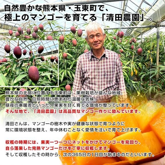 熊本県から産地直送 玉東町 清田農園 完熟マンゴー 秀品 大玉3Lサイズ 2玉（合計900g前後）送料無料 from九州 お中元 夏ギフト05