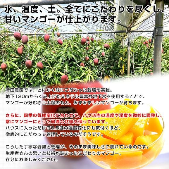 熊本県から産地直送 玉東町 清田農園 完熟マンゴー 秀品 大玉3Lサイズ 2玉（合計900g前後）送料無料 from九州 お中元 夏ギフト06