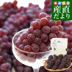 山形県 JA山形おきたま ハウス栽培 デラウェア（種なし） 秀品 2Lサイズ 約1.2キロ（8房入り） 送料無料 ぶどう 葡萄 ブドウ クール便