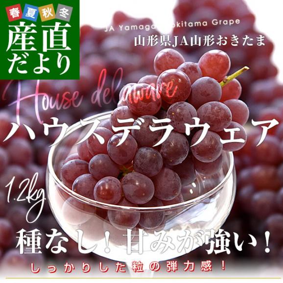 山形県 JA山形おきたま ハウス栽培 デラウェア（種なし） 秀品 2Lサイズ 約1.2キロ（8房入り） 送料無料 ぶどう 葡萄 ブドウ クール便02