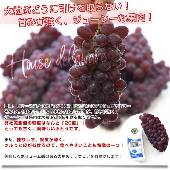 山形県 JA山形おきたま ハウス栽培 デラウェア（種なし） 秀品 2Lサイズ 約1.2キロ（8房入り） 送料無料 ぶどう 葡萄 ブドウ クール便04