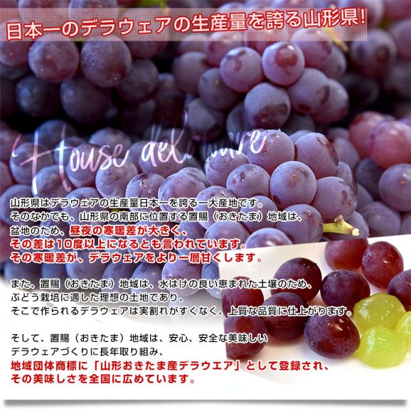 山形県 JA山形おきたま ハウス栽培 デラウェア（種なし） 秀品 2Lサイズ 約1.2キロ（8房入り） 送料無料 ぶどう 葡萄 ブドウ クール便05