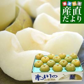 千葉県産 JAいちかわ 市川の梨 （柏井または市川中央支部）優品以上 大玉 約5キロ (12玉から16玉） 品種：幸水 送料無料 梨 なし ナシ 