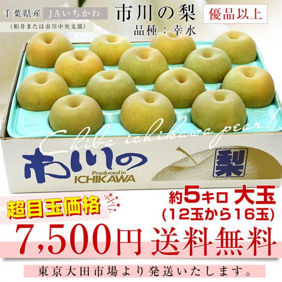 千葉県産 JAいちかわ 市川の梨 （柏井または市川中央支部）優品以上 大玉 約5キロ (12玉から16玉） 品種：幸水 送料無料 梨 なし ナシ 03