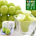 熊本県から産地直送 熊本宇城市の生産者限定 加温ハウス栽培　食べ切りシャインマスカット 合計600g(約300g×2パック) 送料無料 from九州 ぶどう ブドウ 葡萄