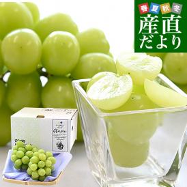 熊本県から産地直送 熊本宇城市の生産者限定 加温ハウス栽培　食べ切りシャインマスカット 合計600g(約300g×2パック) 送料無料 from九州 ぶどう ブドウ 葡萄
