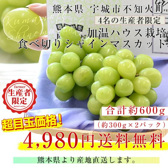 熊本県から産地直送 熊本宇城市の生産者限定 加温ハウス栽培　食べ切りシャインマスカット 合計600g(約300g×2パック) 送料無料 from九州 ぶどう ブドウ 葡萄03