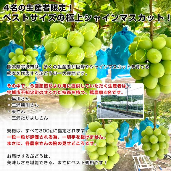 熊本県から産地直送 熊本宇城市の生産者限定 加温ハウス栽培　食べ切りシャインマスカット 合計600g(約300g×2パック) 送料無料 from九州 ぶどう ブドウ 葡萄04